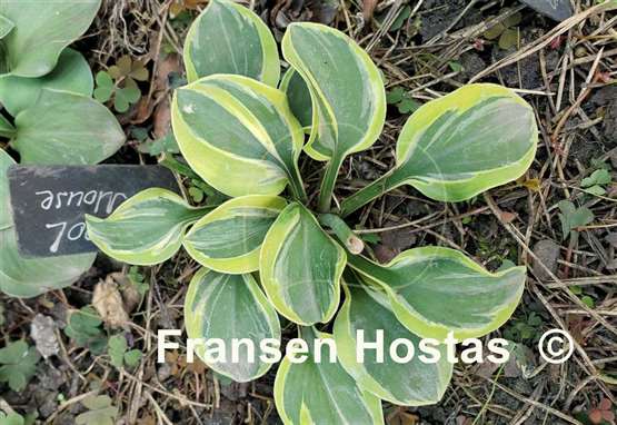 Hosta Cool Mouse