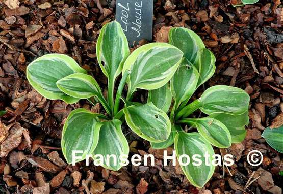 Hosta Cool Mouse