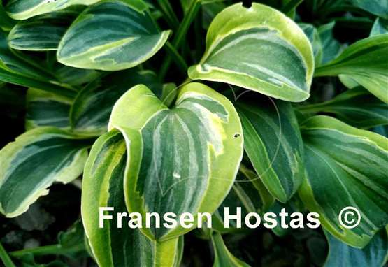 Hosta Cool Mouse