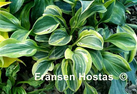 Hosta Cool Mouse