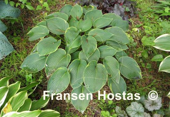 Hosta Cool Hand Luke