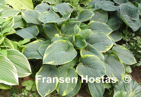 Hosta Cool Hand Luke