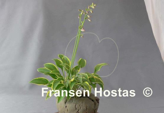 Hosta Coquette