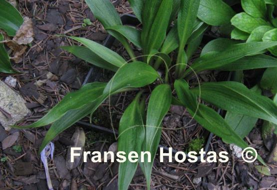 Hosta Corkscrew