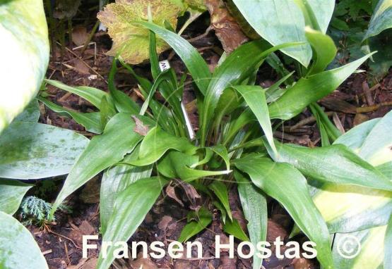 Hosta Corkscrew