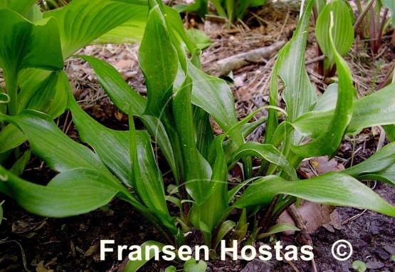 Hosta Corkscrew