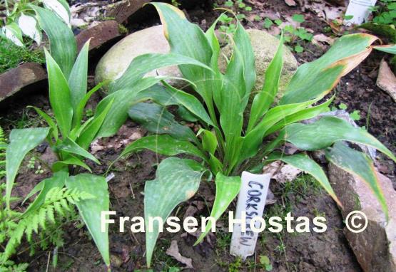 Hosta Corkscrew