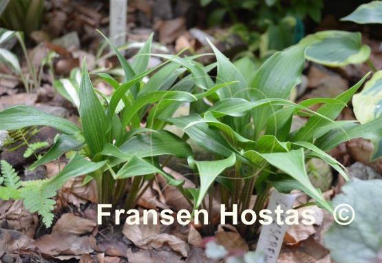 Hosta Corkscrew