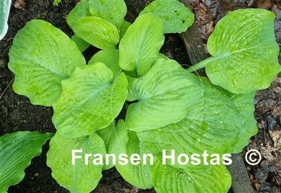 Hosta Corn Muffins
