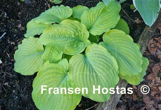 Hosta Corn Muffins