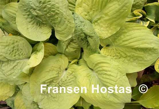 Hosta Corn Muffins