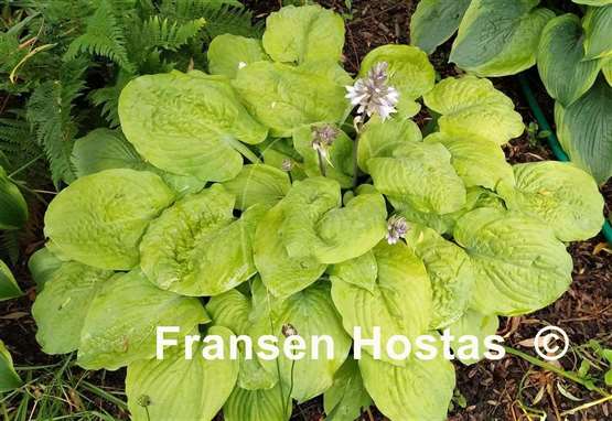 Hosta Corn Muffins