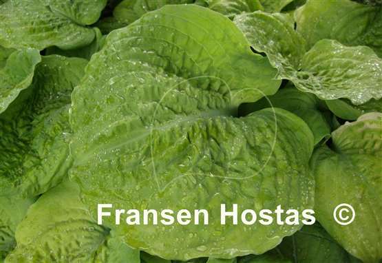 Hosta Corn Muffins