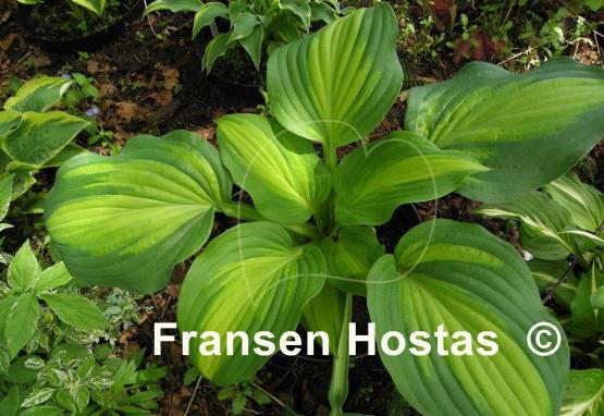 Hosta Corn Belt