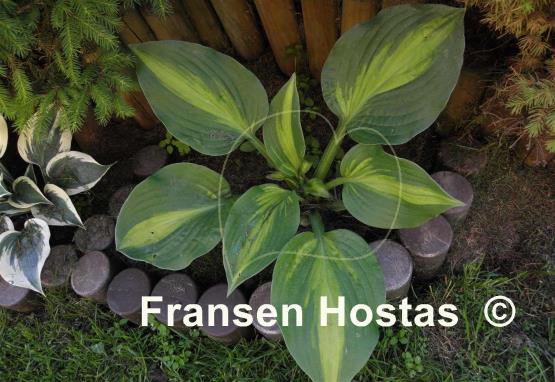 Hosta Corn Belt