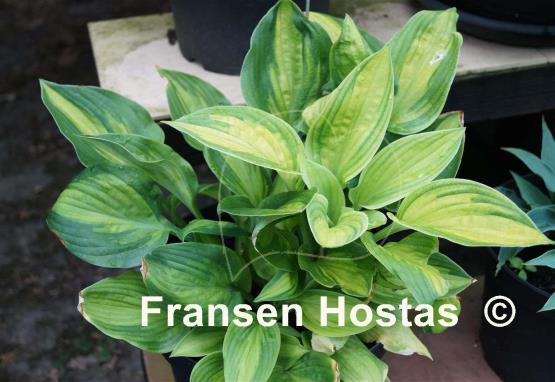 Hosta Corn Belt