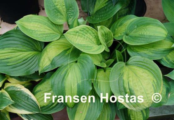 Hosta Corn Belt