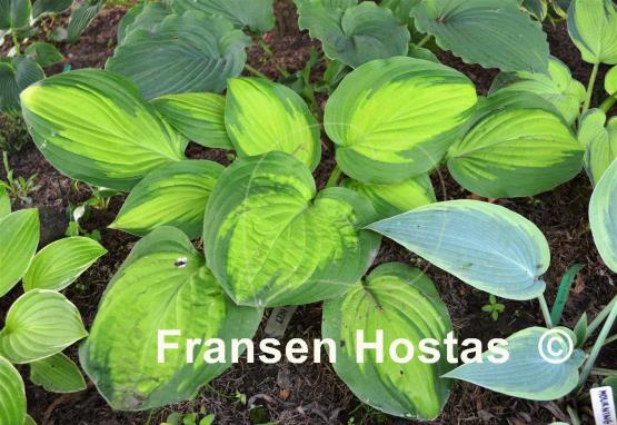 Hosta Corn Belt