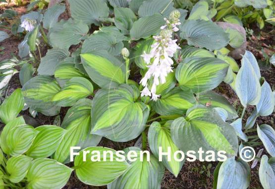 Hosta Corn Belt