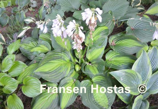 Hosta Corn Belt