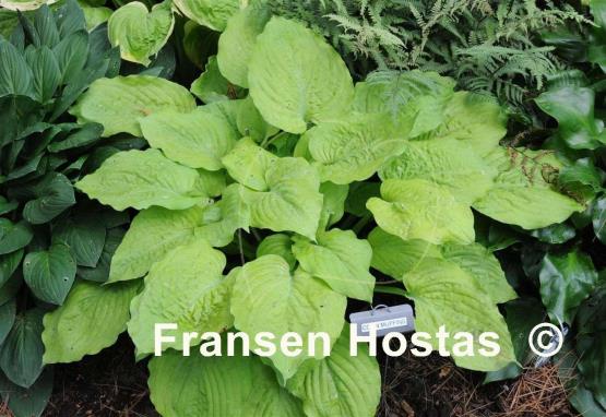 Hosta Corn Muffins
