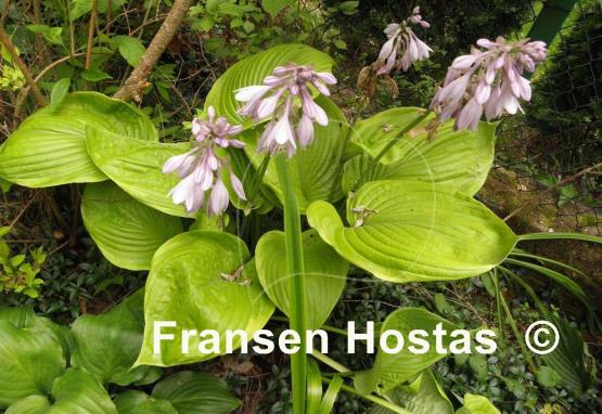 Hosta Corona