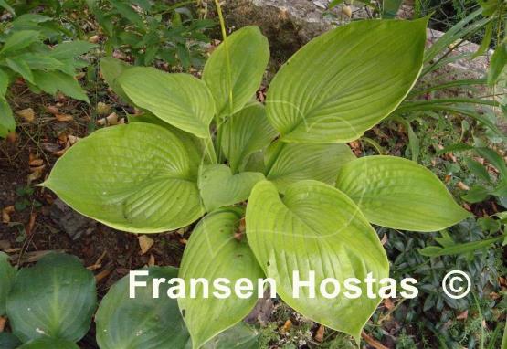 Hosta Corona