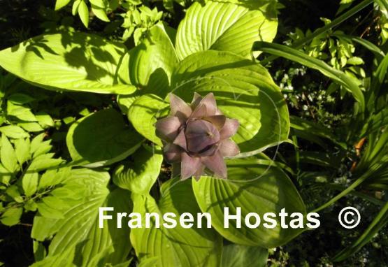 Hosta Corona
