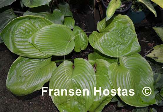 Hosta Corona
