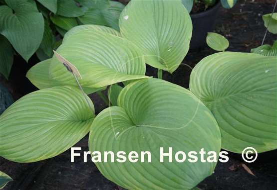 Hosta Corona