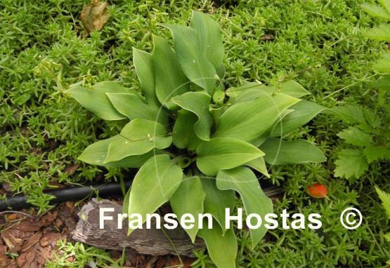 Hosta Corryvreckan