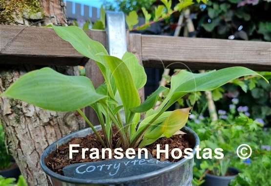 Hosta Corryvreckan