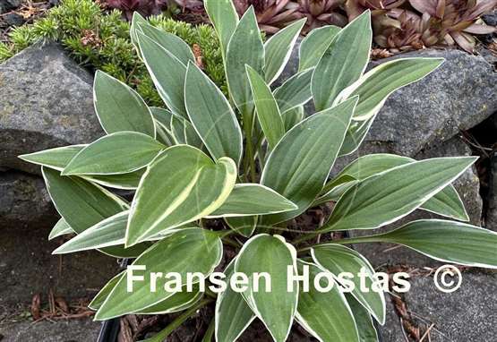 Hosta Cotillion