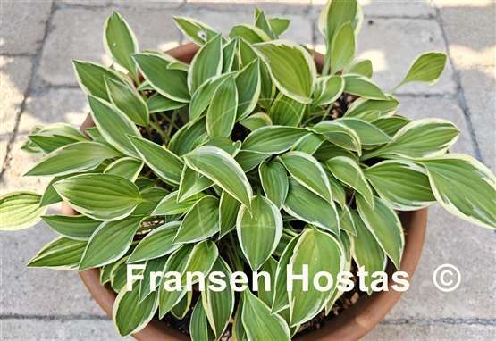 Hosta Cotillion
