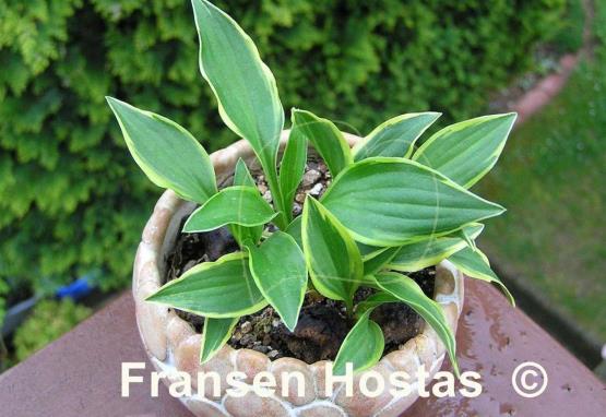 Hosta Cotillion