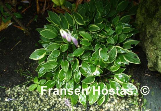 Hosta Cotillion