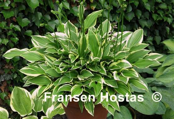 Hosta Cotillion