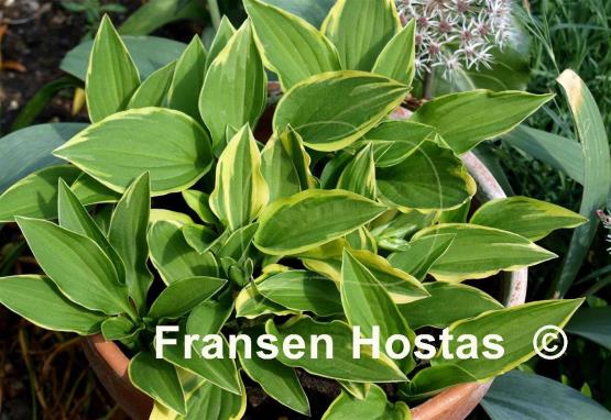 Hosta Cotillion