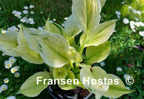 Hosta Cotton Candy