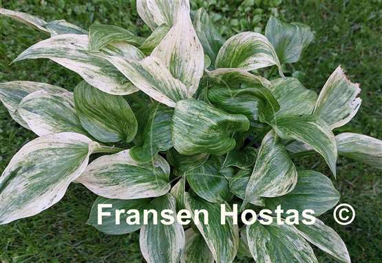 Hosta Cotton Candy