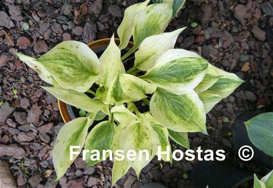 Hosta Cotton Candy