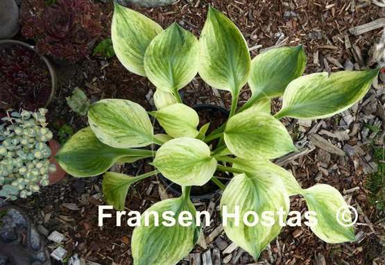 Hosta Cotton Candy