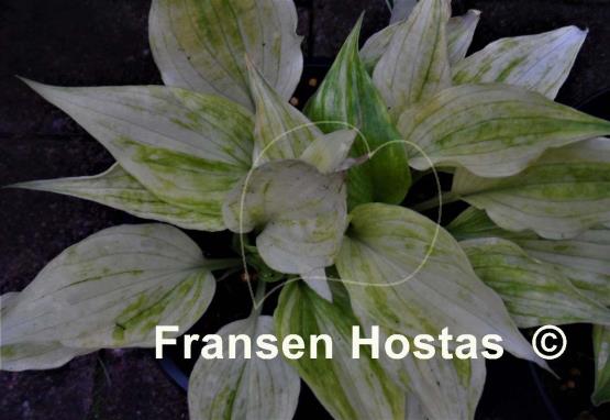 Hosta Cotton Candy