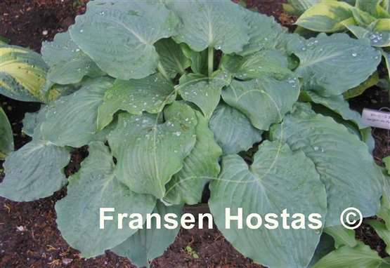 Hosta Country Candied Confection