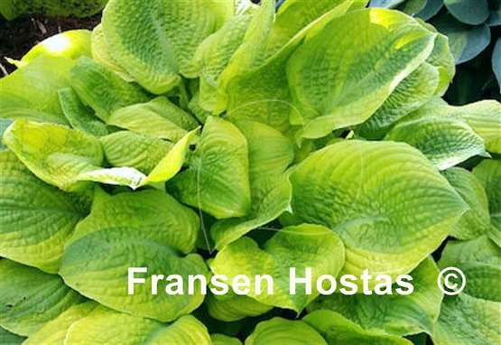 Hosta Country Confessions