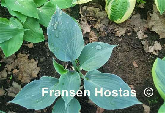 Hosta Country Dreaming