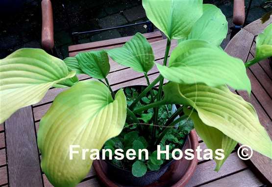 Hosta Country Melody
