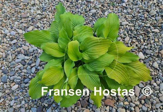 Hosta Country Melody