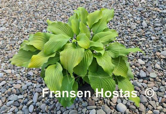 Hosta Country Melody