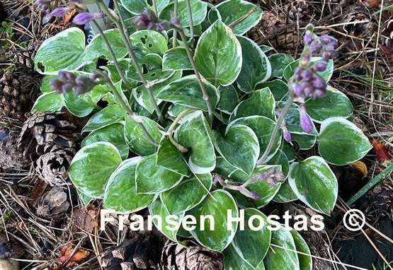 Hosta Country Mouse